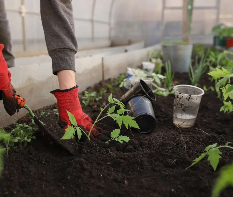 Händer som planterar en tomatplanta i mörk, näringsrik jord